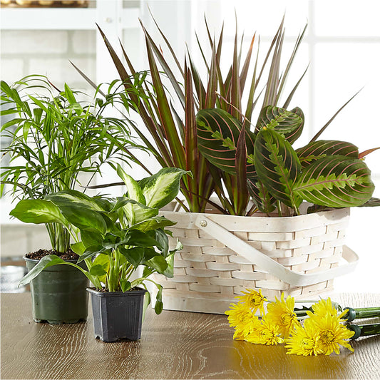 Florist Designed Blooming and Green Plants in a Basket –  The Rustic Chicken, Copperas Cove TX