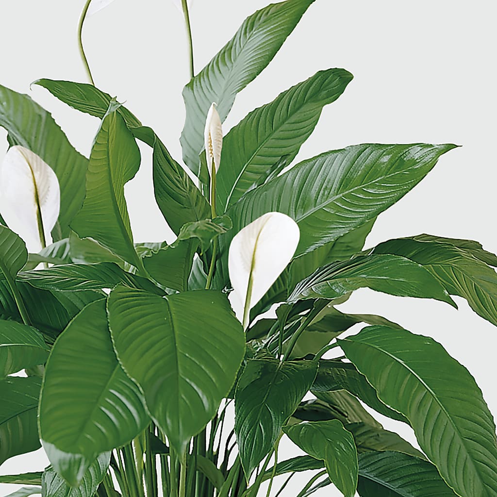 Tranquil Moments Peace Lily Plant –  The Rustic Chicken, Copperas Cove TX